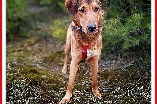 Młody,20kg,średni,łagodny,szczepiony piesek HONEK.ADOPCJA,  małopolskie Kraków, Małopolskie, Kraków