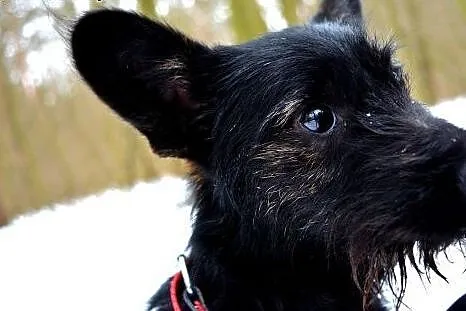 Piksel - niespelna roczny kanapowiec do adopcji ,  Kundelki cała Polska