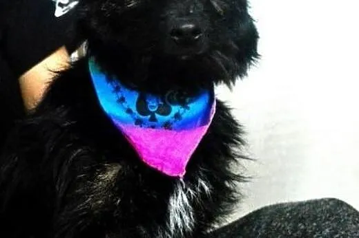 Piksel - niespelna roczny kanapowiec do adopcji , 