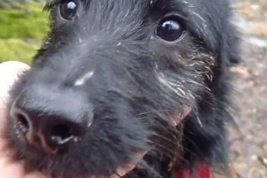 Piksel - niespelna roczny kanapowiec do adopcji , 