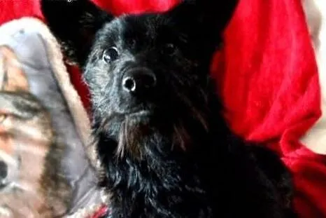 Piksel - niespelna roczny kanapowiec do adopcji , 