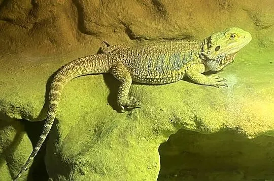 Agama brodata z terrarium