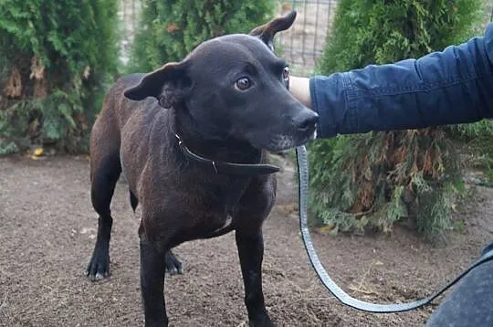 Posłuszny, lubiący dzieci Bambo szuka domu!