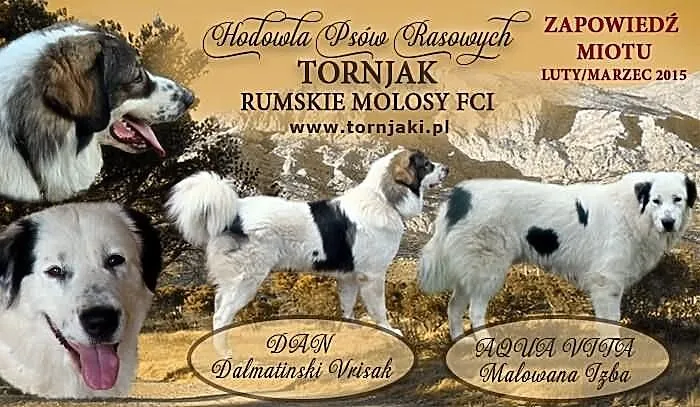 Szczenięta Tornjak - Zapowiedź Miotu