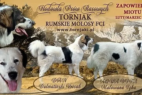 Szczenięta Tornjak - Zapowiedź Miotu