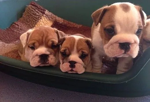 Prezenty Angol Bulldog szczenięta, małopolskie Kr