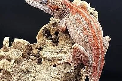 Gekon R. auriculatus