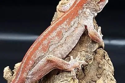 Gekon R. auriculatus, Śląskie, Bytom
