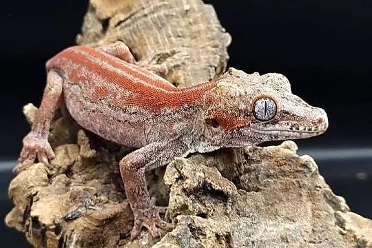 Gekon R. auriculatus, Śląskie, Bytom