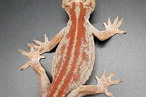 Gekon R. auriculatus, Śląskie, Bytom