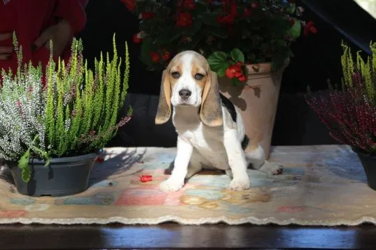 Beagle - szczeniaczki Związku Kynologicznego w Polsce  po Championie Polski, , ALEKSANDRIA  PIERWSZA  KONOPISka