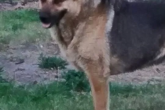 Łagodny psiak w typie owczarka niemieckiego szuka domu!