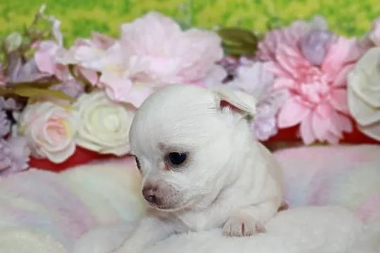 Chihuahua krótkowłosy biały chłopiec ZKwP FCI, Zachodniopomorskie, Świnoujście