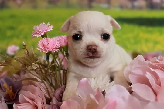 Chihuahua krótkowłosy biały chłopiec ZKwP FCI, Zachodniopomorskie, Świnoujście