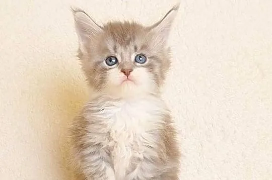 Przepiękna koteczka Maine Coon - Legalna hodowla