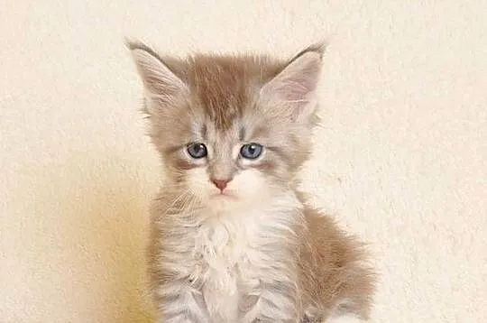Przepiękna koteczka Maine Coon - Legalna hodowla, Podlaskie, Białystok