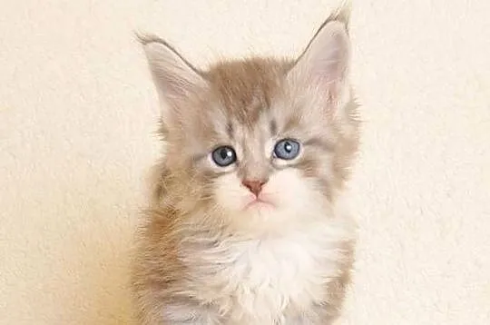 Przepiękna koteczka Maine Coon - Legalna hodowla, Podlaskie, Białystok