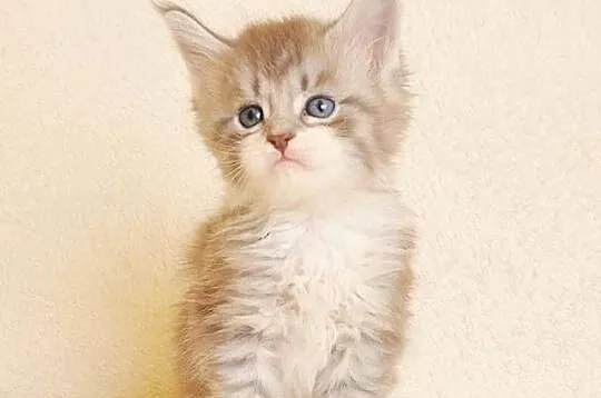 Przepiękna koteczka Maine Coon - Legalna hodowla, Podlaskie, Białystok