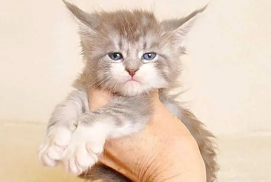 Przepiękna koteczka Maine Coon - Legalna hodowla, Podlaskie, Białystok