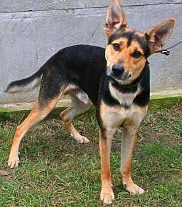 JAY-JAY aktywny psiak w typie owczarka do adopcji,