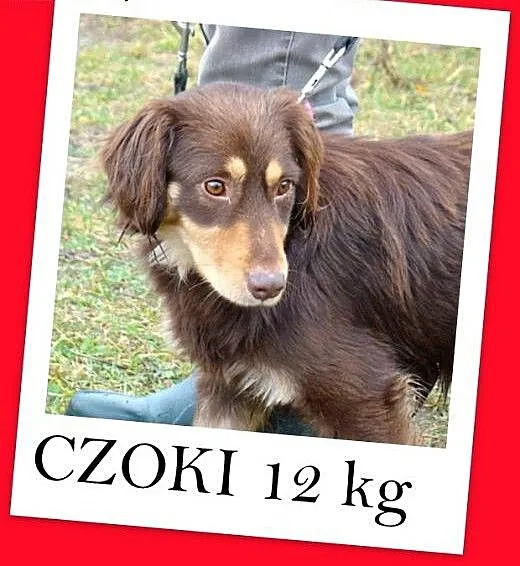 Musterlander mix,młody 1 rok,średni 12 kg,łagodny,