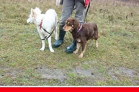Musterlander mix,młody 1 rok,średni 12 kg,łagodny,