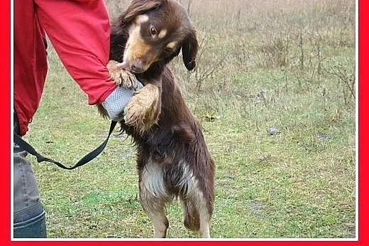 Musterlander mix,młody 1 rok,średni 12 kg,łagodny,