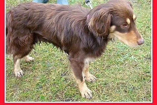Musterlander mix,młody 1 rok,średni 12 kg,łagodny,