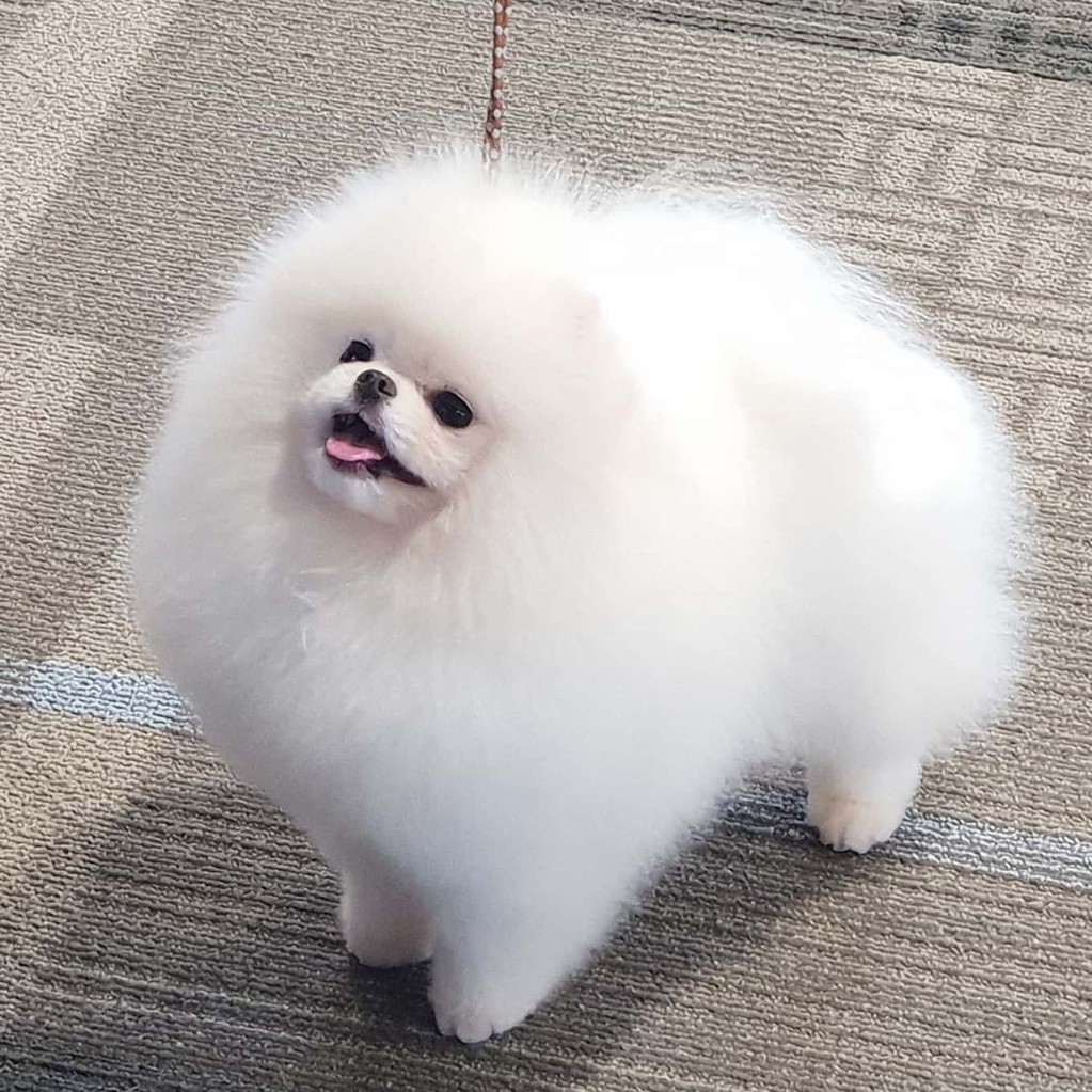 Pomeranian Szpic Miniaturowy BOO Zielona G ra OG OSZENIA ZOOMIA pomeranian-szpic-miniaturowy-boo-zielona-g-ra-og-oszenia-zoomia