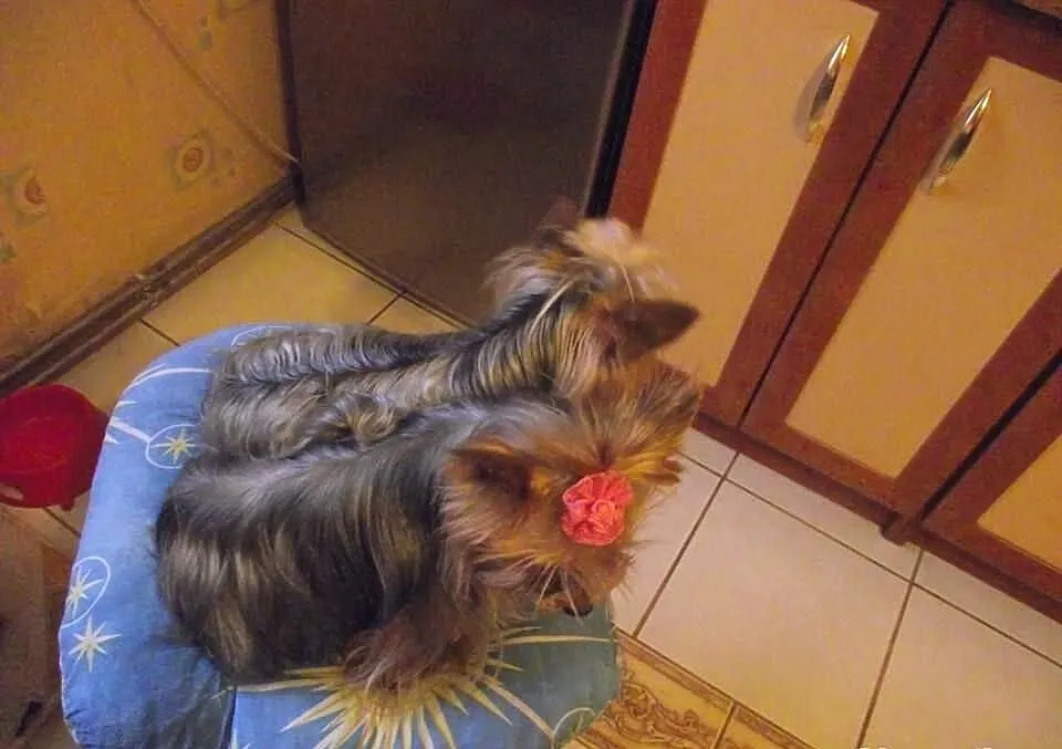 Maleńkie yorki