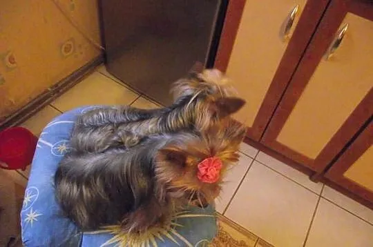 Maleńkie yorki