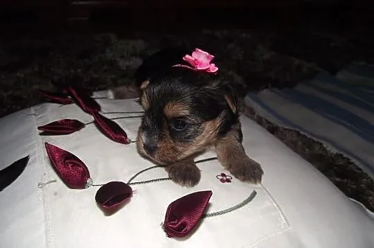 Maleńkie yorki