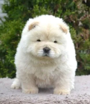 Wspaniałe szczenięta Chow Chow dostępne na sprzedaż., , Głogów