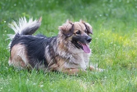 Nieduży, wesoły kudłatek Kiwi chce wnieść w Twoje życie radość!