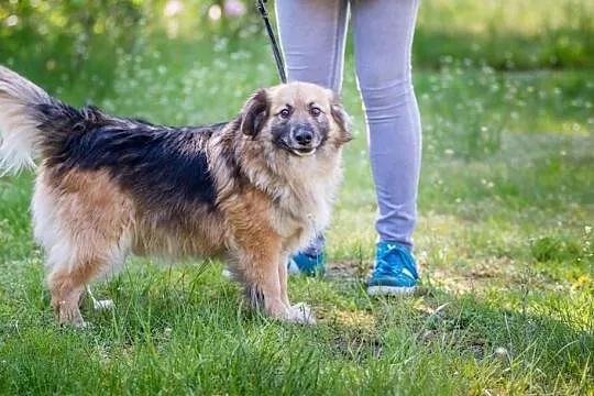 Nieduży, wesoły kudłatek Kiwi chce wnieść w Twoje 