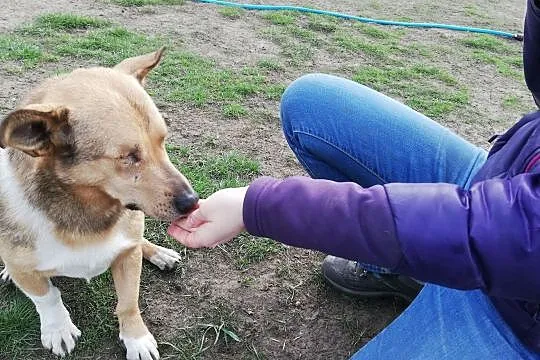 Bast- mały psiak o wielkim sercu czeka na swój dom