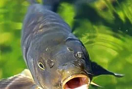 Karp kroczek
