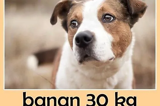 30kg,duży,przyjazny,łagodny,towarzyski pies BANAN.Adopcja,  małopolskie Kraków