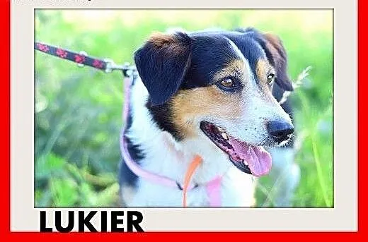 LUKIER,średni,spokojny,przyjazny,rodzinny piesek.A
