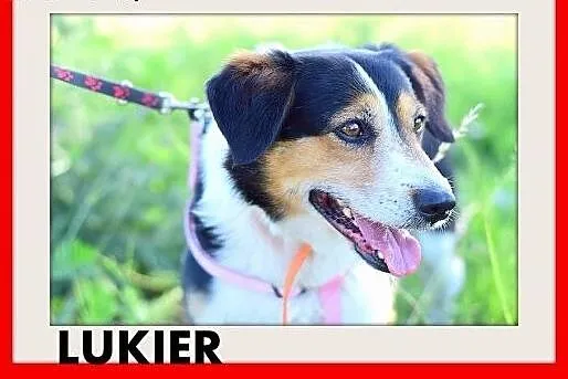 LUKIER,średni,spokojny,przyjazny,rodzinny piesek.A