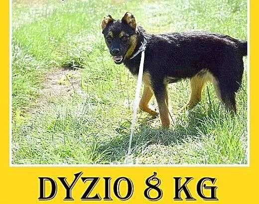 8kg,kocha ludzi,młody 1,5roku,łagodny piesek DYZIO
