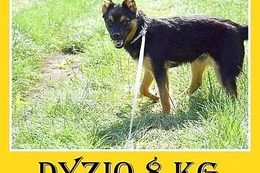 8kg,kocha ludzi,młody 1,5roku,łagodny piesek DYZIO
