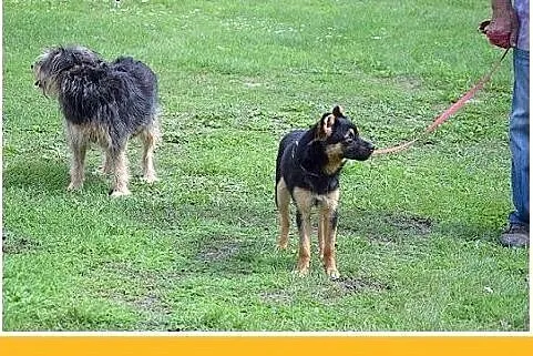 8kg,kocha ludzi,młody 1,5roku,łagodny piesek DYZIO