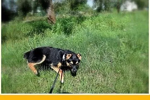 8kg,kocha ludzi,młody 1,5roku,łagodny piesek DYZIO