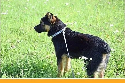 8kg,kocha ludzi,młody 1,5roku,łagodny piesek DYZIO