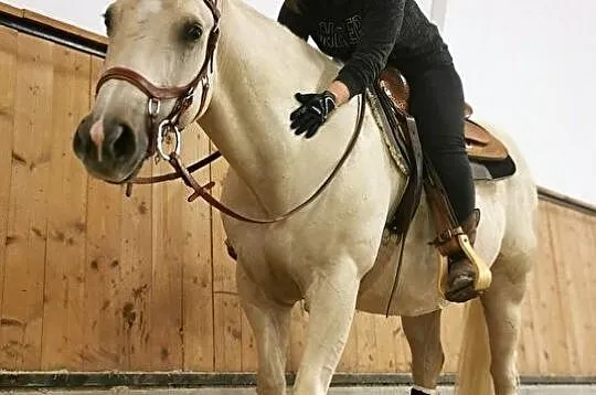 Nauka jazdy konnej, treningi na prywatnym koniu, l, Bielsko-Biała