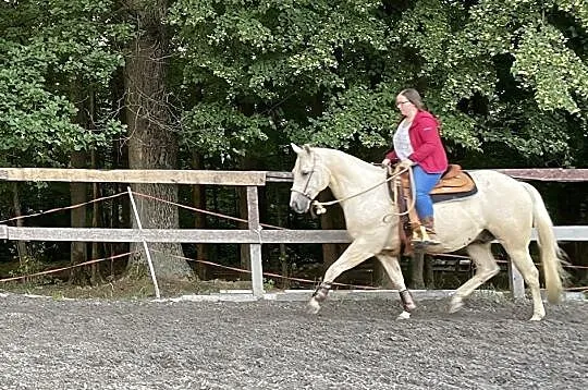 Nauka jazdy konnej, treningi na prywatnym koniu, l, Bielsko-Biała