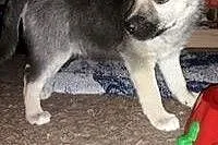Ok. 7tyg. kochana POLI szuka nowego domu,  mazowie