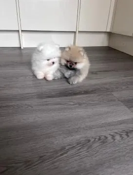 Piękne szczenięta rasy pomeranian, samce i samice, do nowych domów, , Kraszowice