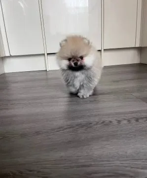 Piękne szczenięta rasy pomeranian, samce i samice, do nowych domów, , Kraszowice
